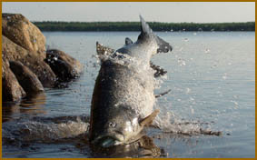 FishArt