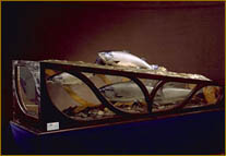 Lohikoski (Luonnontieteellinen Keskusmuseo)